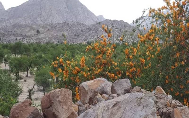حفاظت همه‌جانبه از بزرگترین ذخیره‌گاه جنگلی انارشیطان خاورمیانه در جنوب کرمان